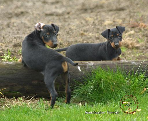 Manchester Terrier 9B080D-13.JPG